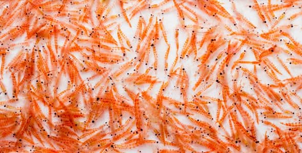 Omega-3-Fettsäuren - lebensnotwendig für den Menschen