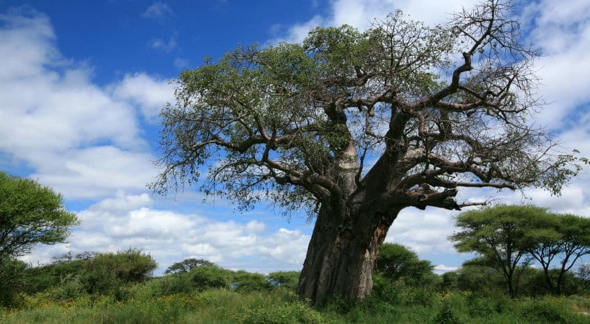 Baobab: Lebensbaum mit heilsamen Kräften