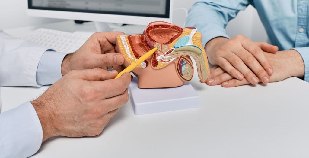 Die lebenswichtige Rolle von Nieren, Blase und mehr in unserer Gesundheit