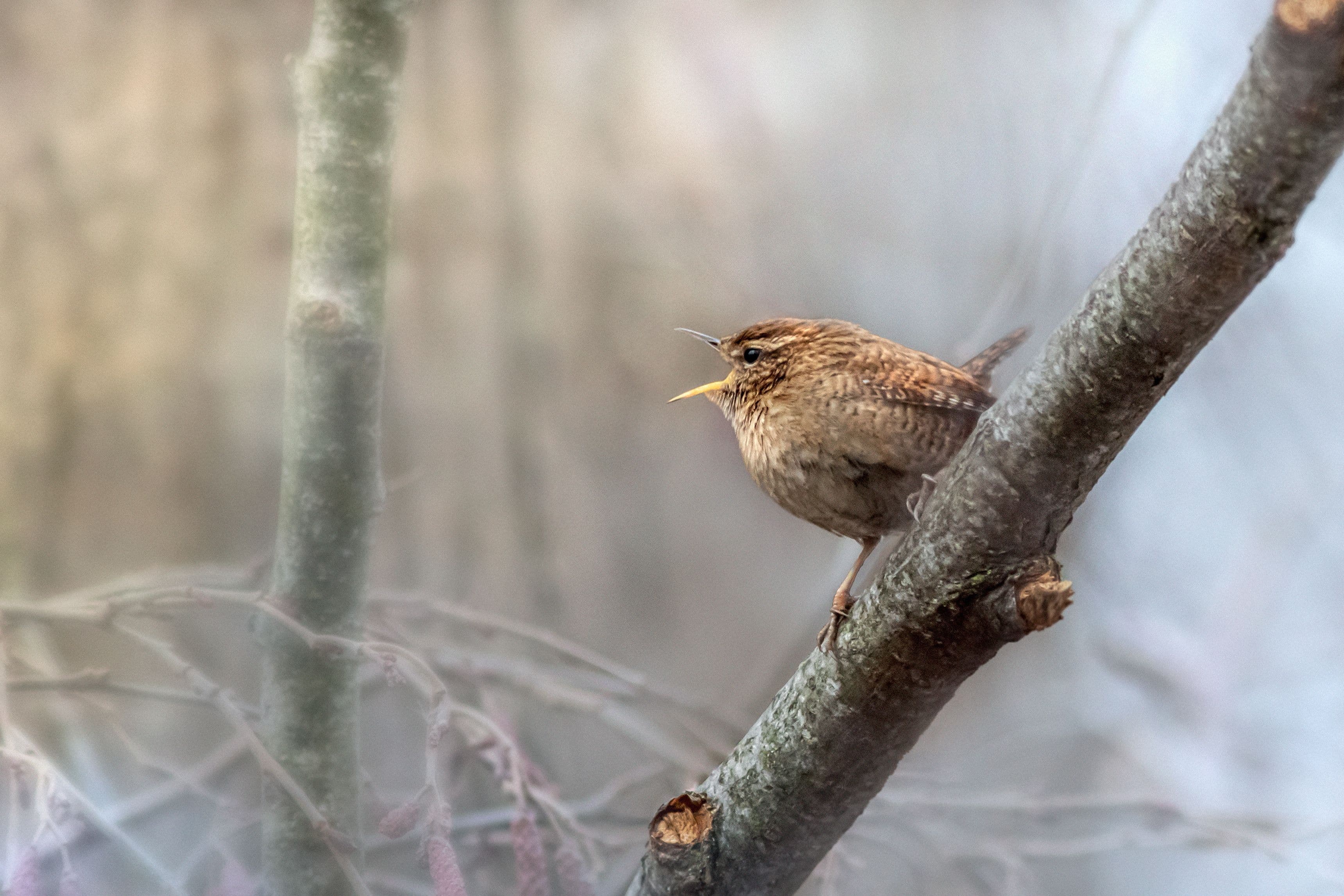 Eine Minute Wald für die Seele: Warum heimische Naturklänge besonders gut entspannen