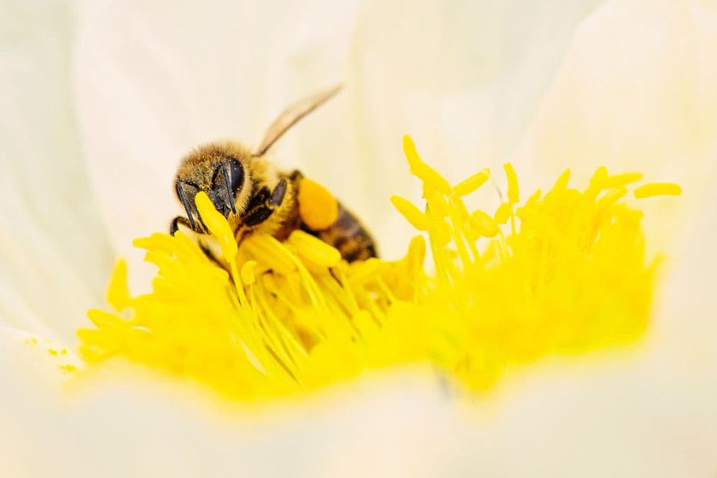 Essen wie die Bienen: Superfood-Ernährung mit Blütenpollen