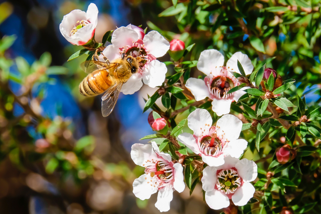Biene auf Manuka-Baumblüte